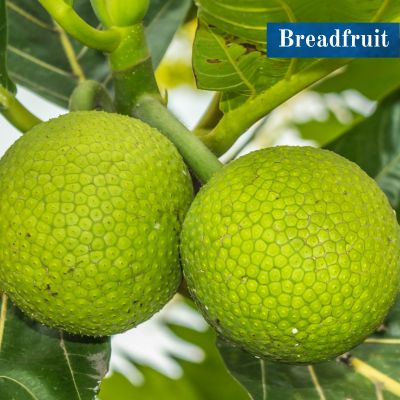 Breadfruit