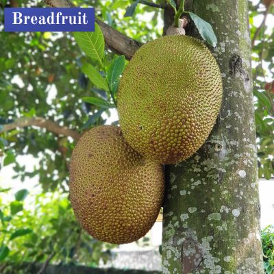 Breadfruit