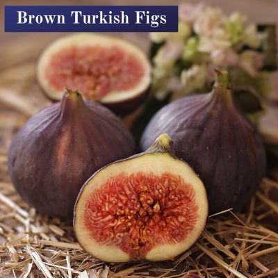 Brown Turkish Figs