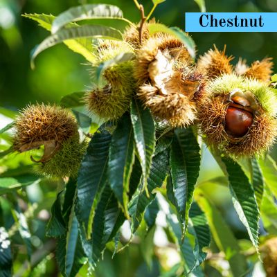 Chestnut