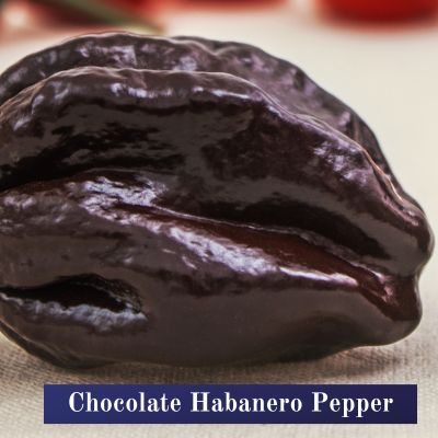 Chocolate Habanero Pepper