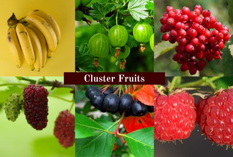 Cluster Fruits