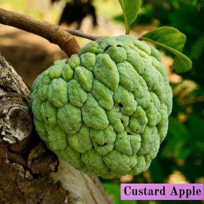 Custard Apple