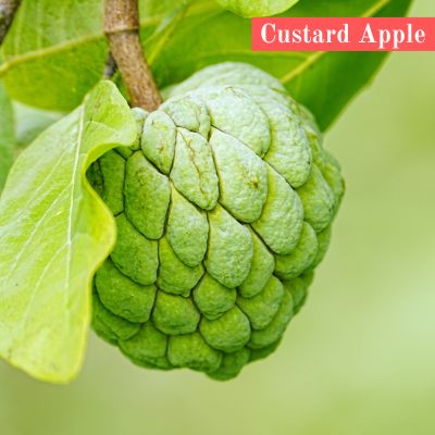 Custard Apple