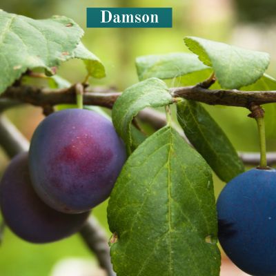 Damson