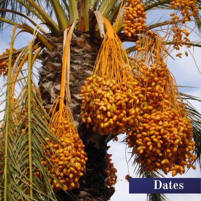 Dates