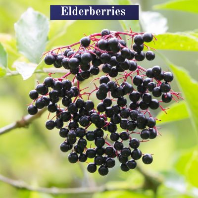 Elderberries