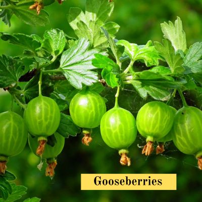 Gooseberries