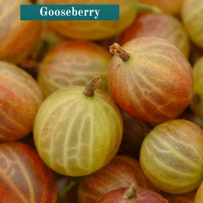 Gooseberry