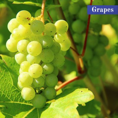 Grapes