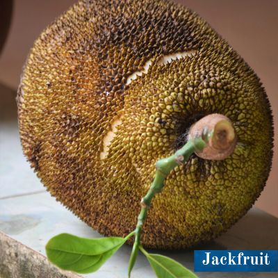 Jackfruit