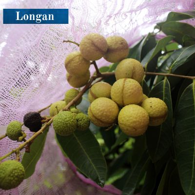 Longan