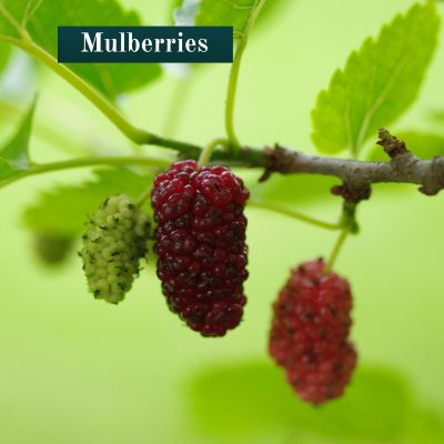 Mulberries