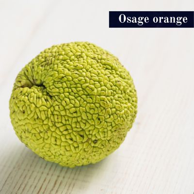 Osage orange