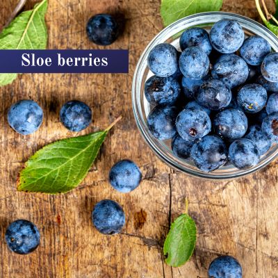 Sloe berries