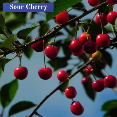 Sour Cherry