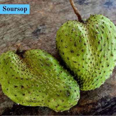 Soursop