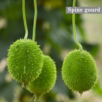 Spine gourd