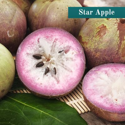 Star Apple