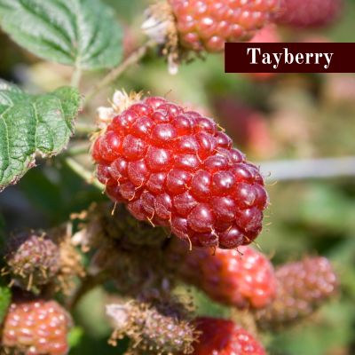 Tayberry