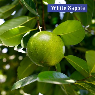 White Sapote