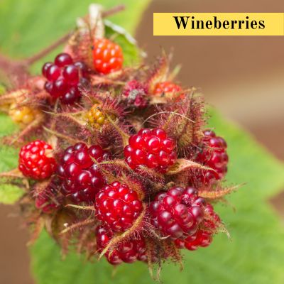 Wineberries