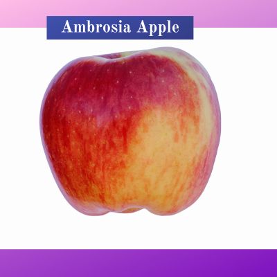 Ambrosia Apple