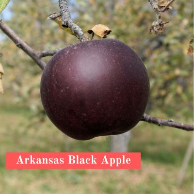 Arkansas Black Apple