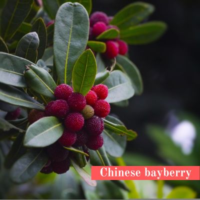 Chinese bayberry