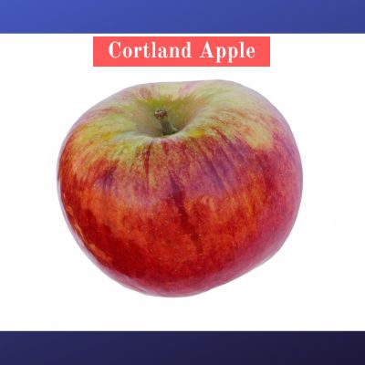 Cortland Apple