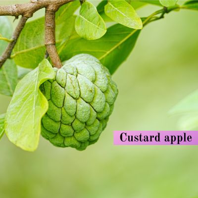 Custard apple