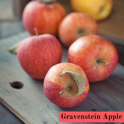 Gravenstein Apple