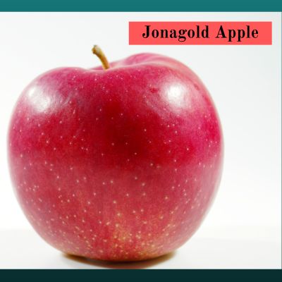 Jonagold Apple