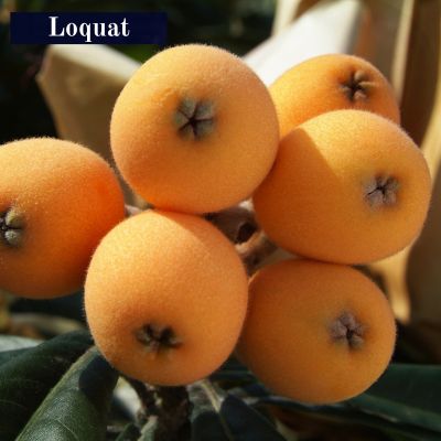 Loquat