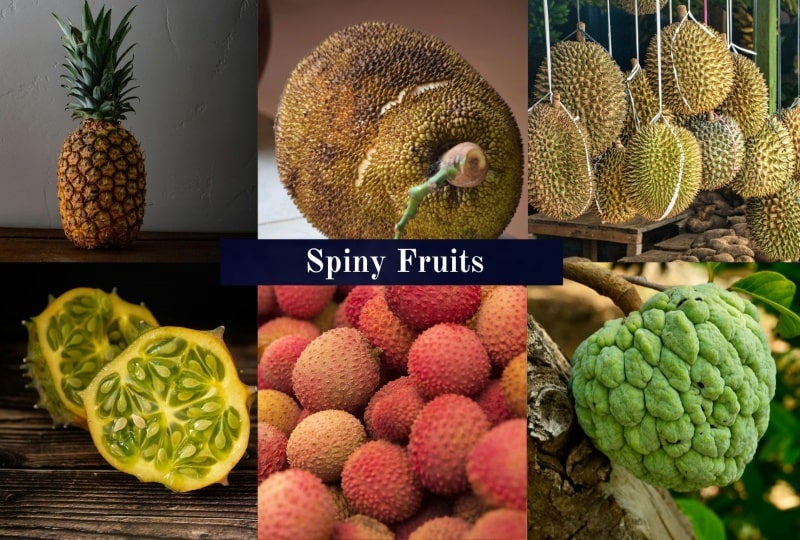 Spiny Fruits