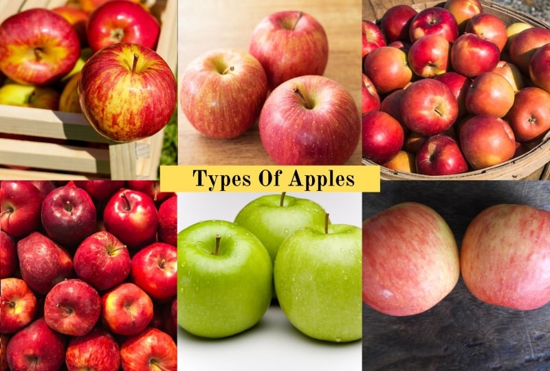 Types Of Apples