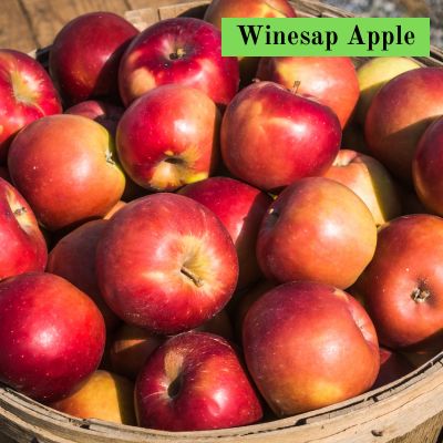 Winesap Apple