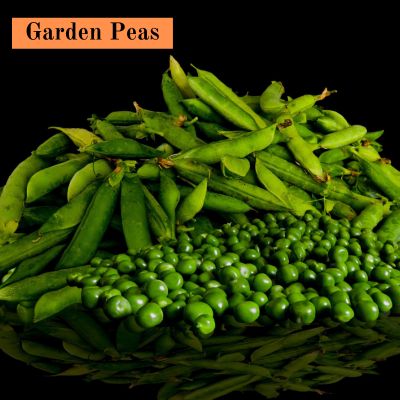 Garden Peas